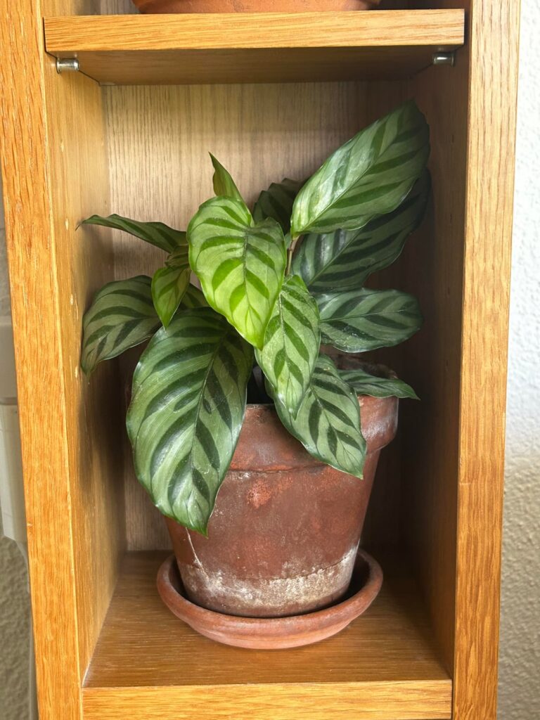 Calatheas aren’t difficult…