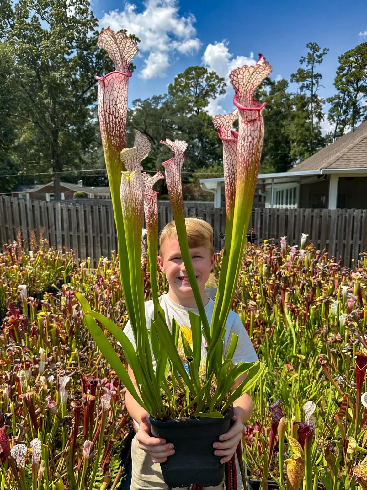 Started working on the pre-fall trim up/glam up and had to show off this beastly beauty.  Sarracenia leucophylla “Wilkerson’s Monster” out of Leah Wilkerson’s bog.  It was the largest leuco there when we cleaned up the bog years ago.
