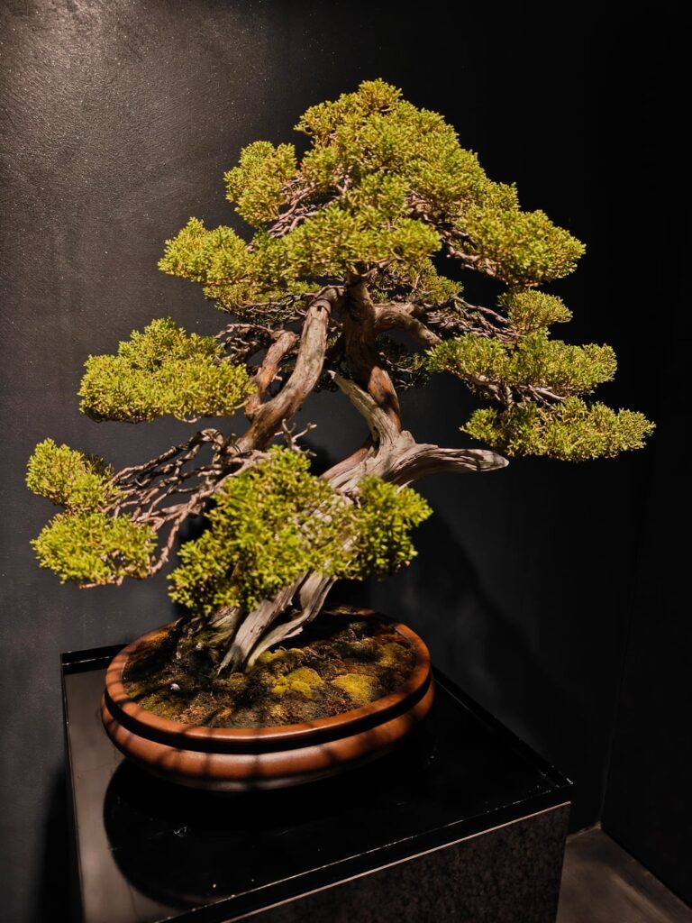 Rental Bonsai: Shinpaku