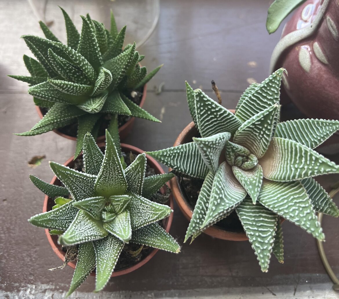 Anyone have any clue on these IDs? Was recommended to post here!