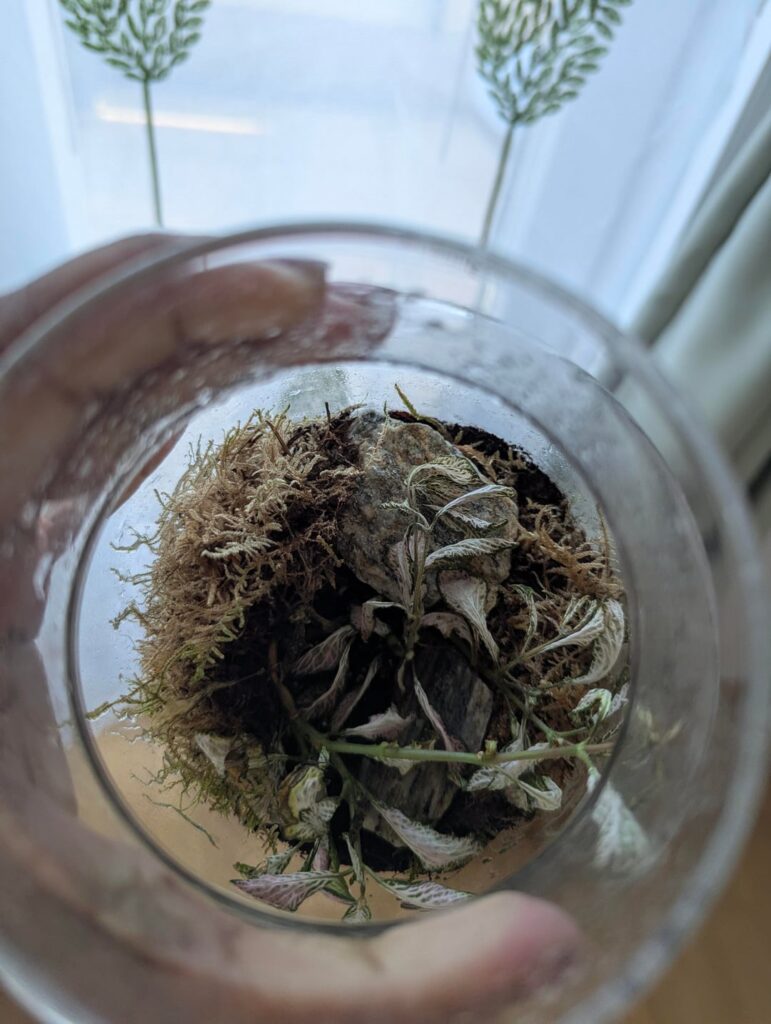 I left my terrarium in the sun accidentally 😭