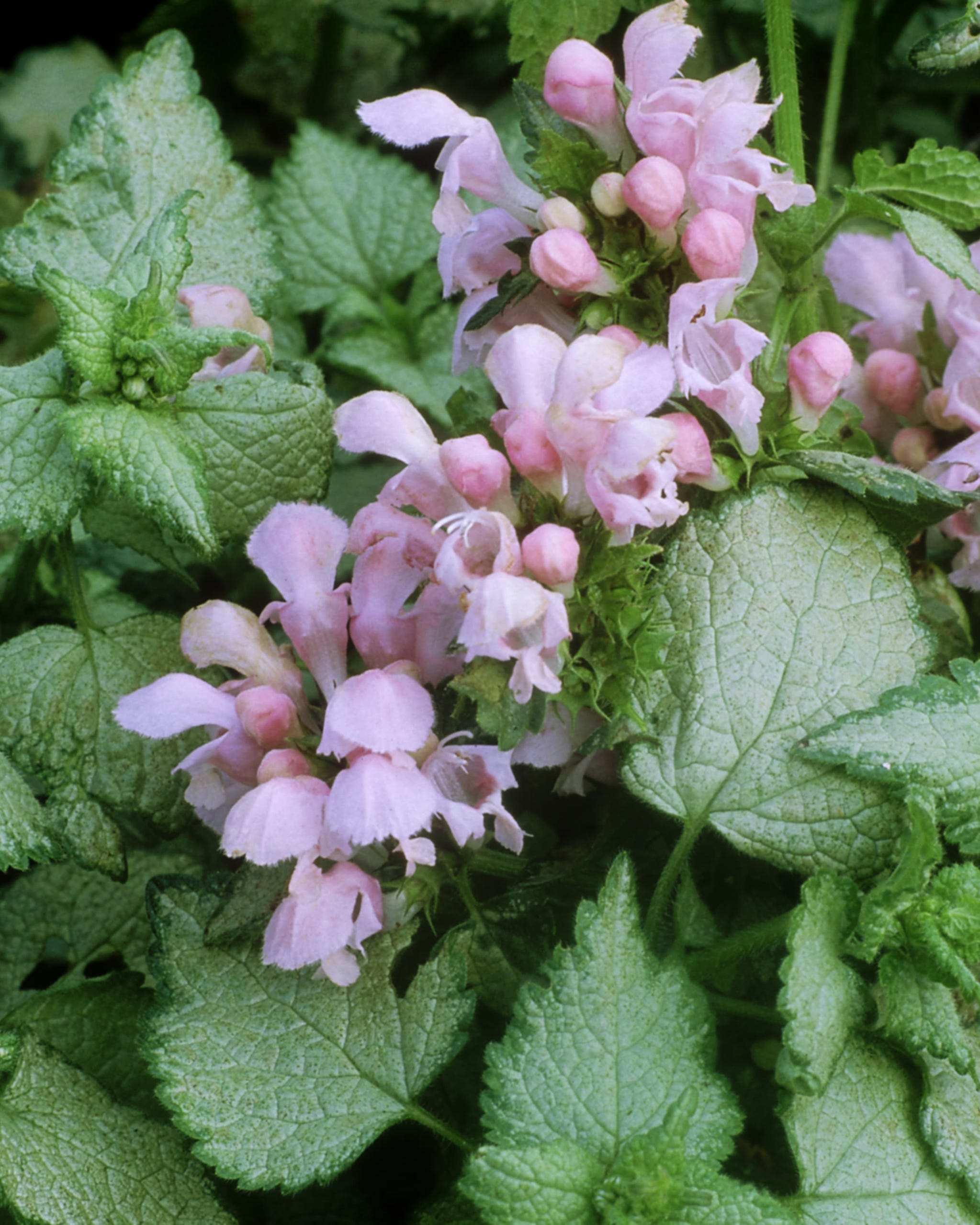 spring bulb companion plants lamium