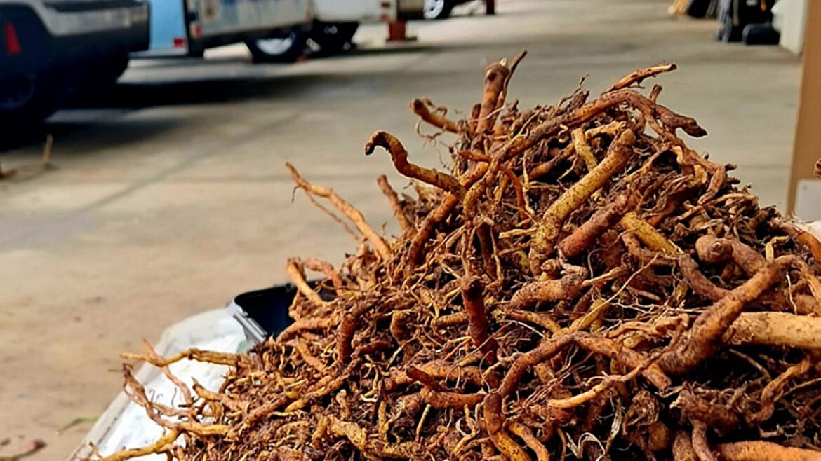 Gardener warns homeowners against common landscaping blunder: ‘Just say no’ "That's good to know!"