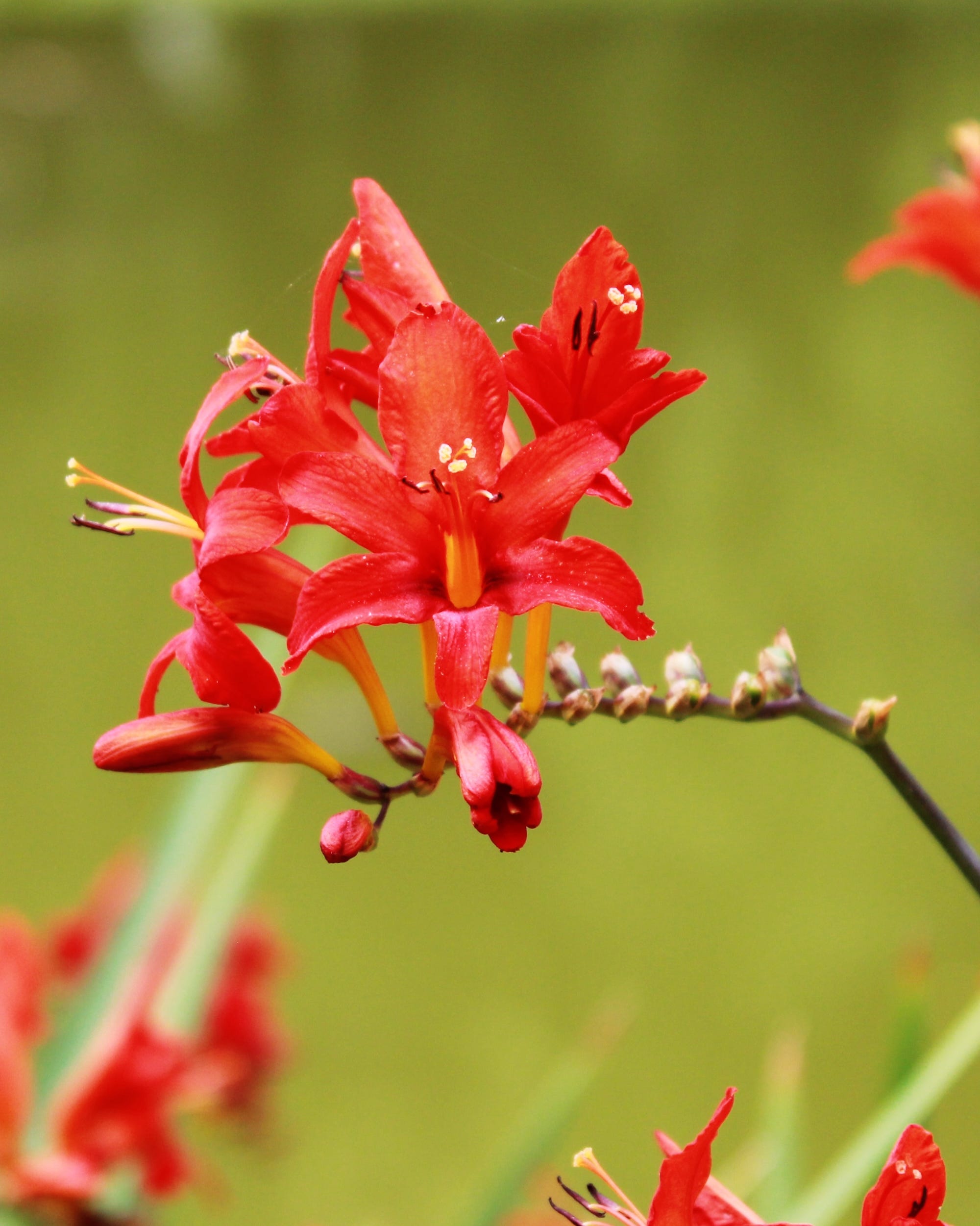 red crocosmia growing in public garden