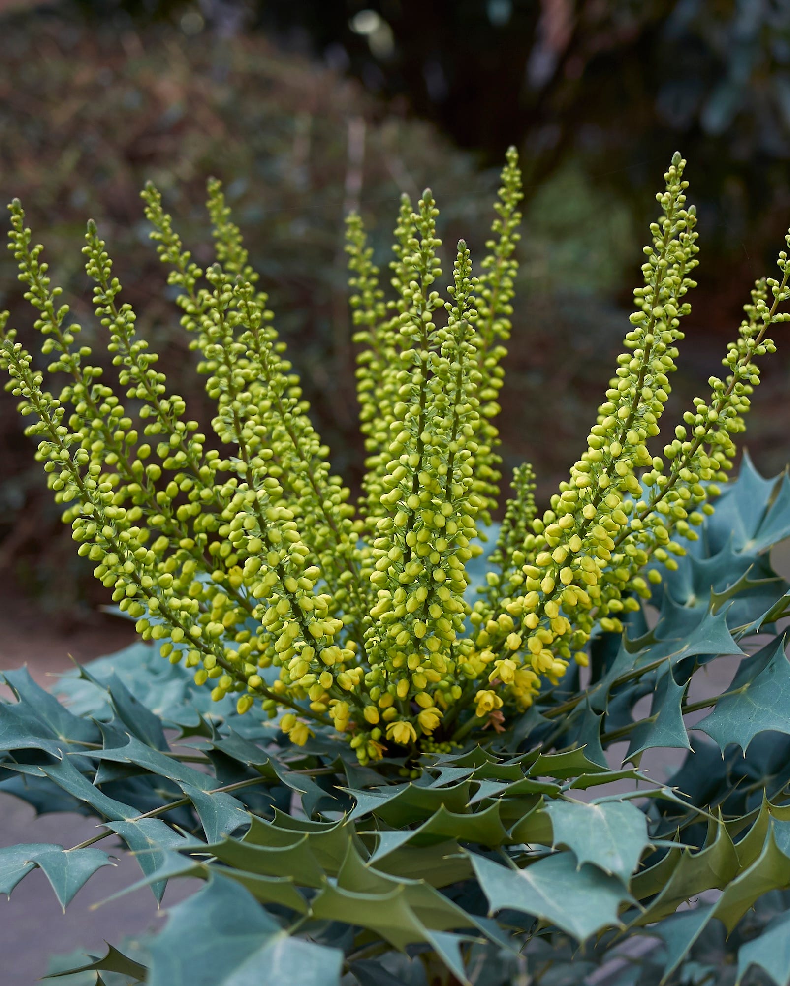 mahonia x media in bloom