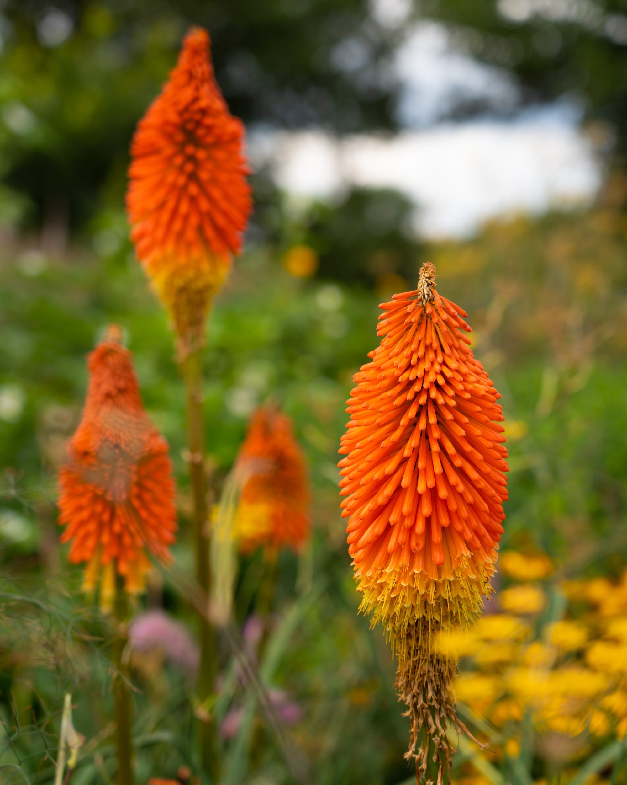 the bright fire colored flower called red hot poker or torch lily, (latin name is kniphofia), flowers from march to november and is an exotic looking perennialimage taken in west sussex, uk july 2022
