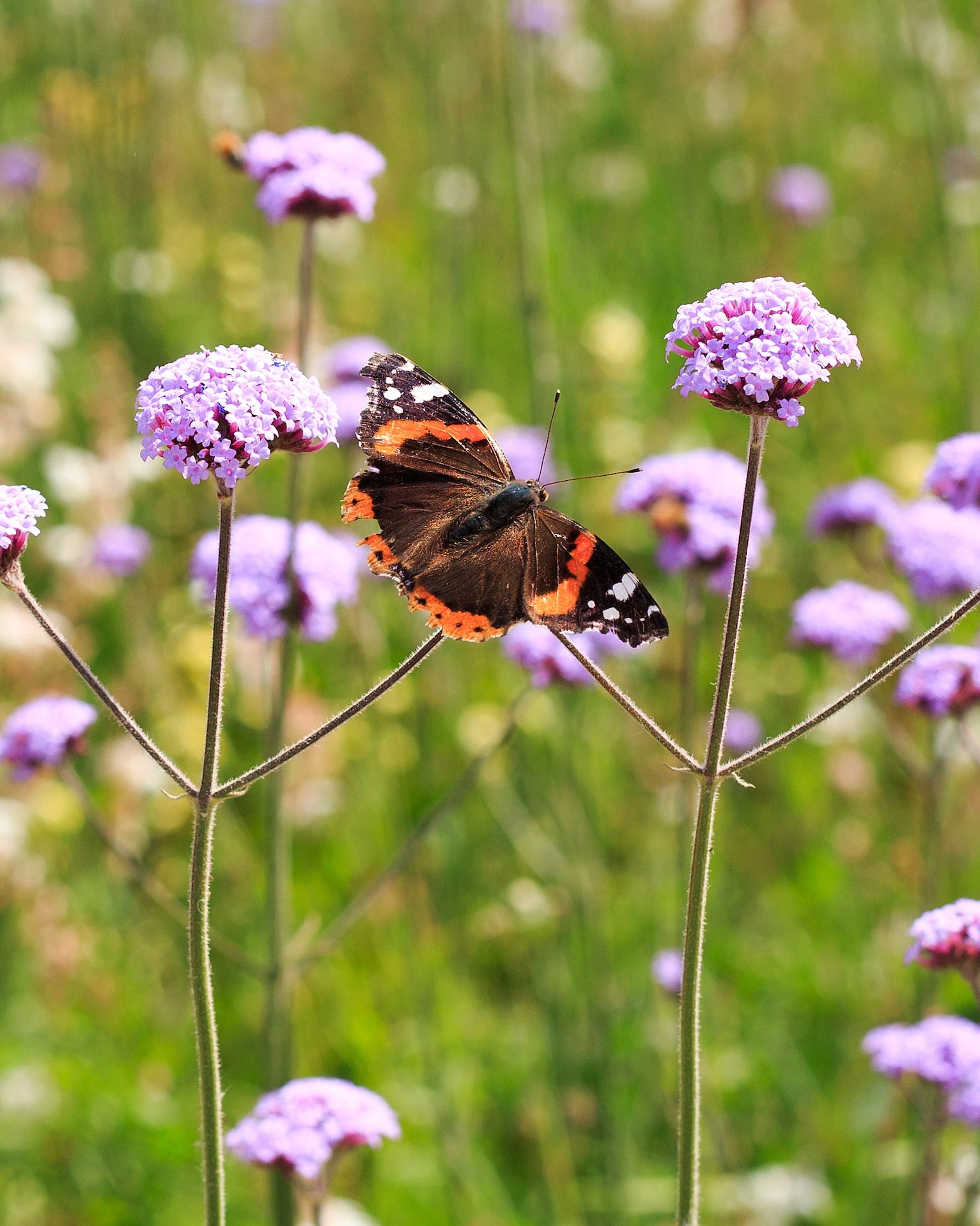 vanessa cardui painted lady butterfly resting on a tall stem of verbena bonariensis against an out of focus natural garden background