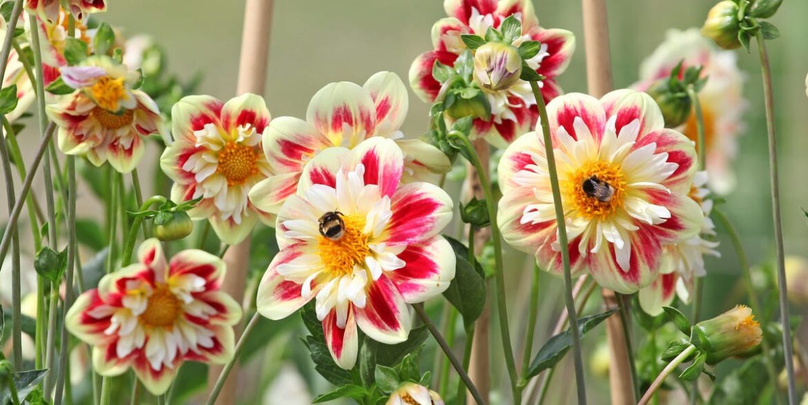 10 Beautiful Autumn Plants That Will Keep Bees And Butterflies Thriving 10 Beautiful Autumn Plants That Will Keep Bees And Butterflies Thriving