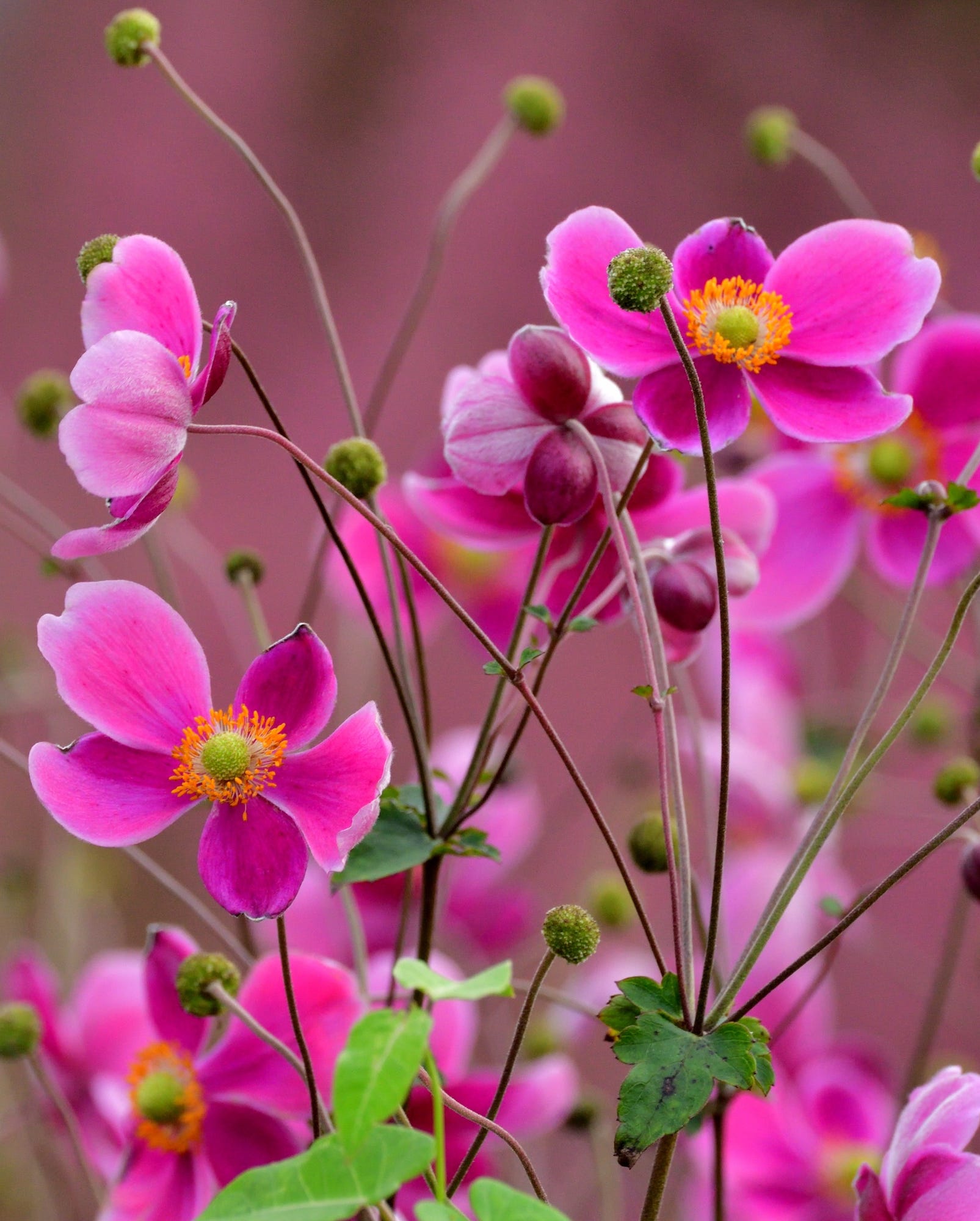 anemone hupehensis, or commonly called japanese anemone, is native to china and has long been cultivated in japan for hundreds of years. it flowers from summer to autumn, with its colors ranging from white to dark pink and purple.