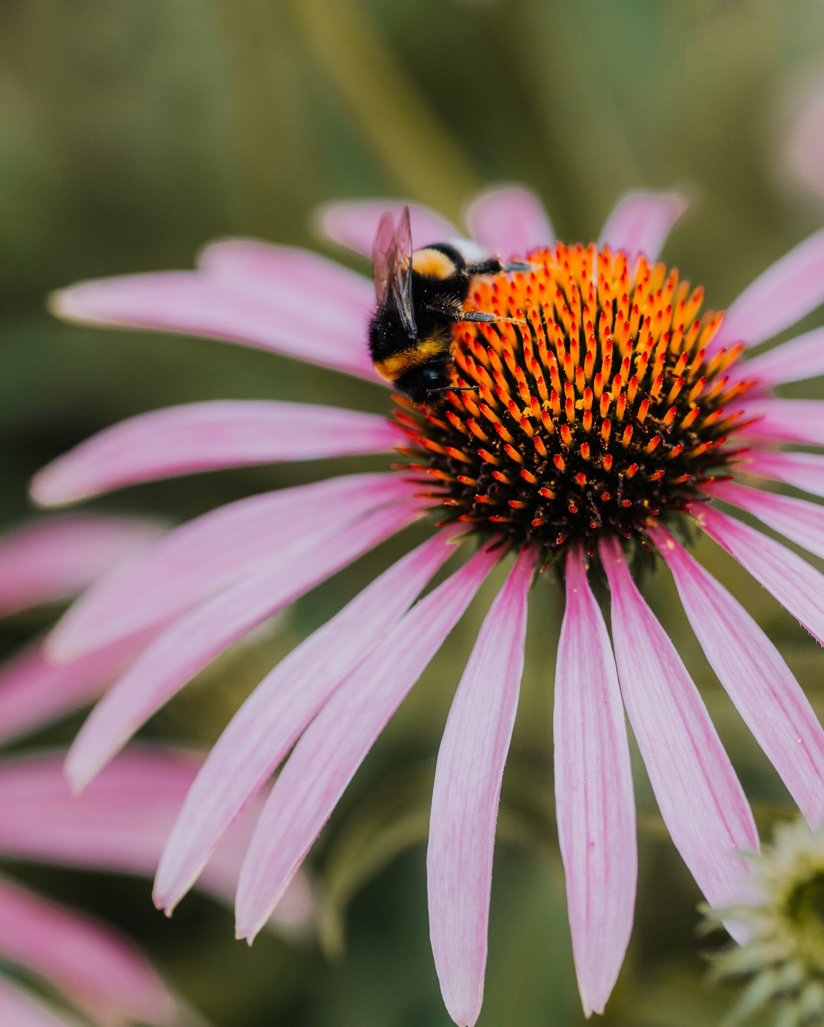 echinacea