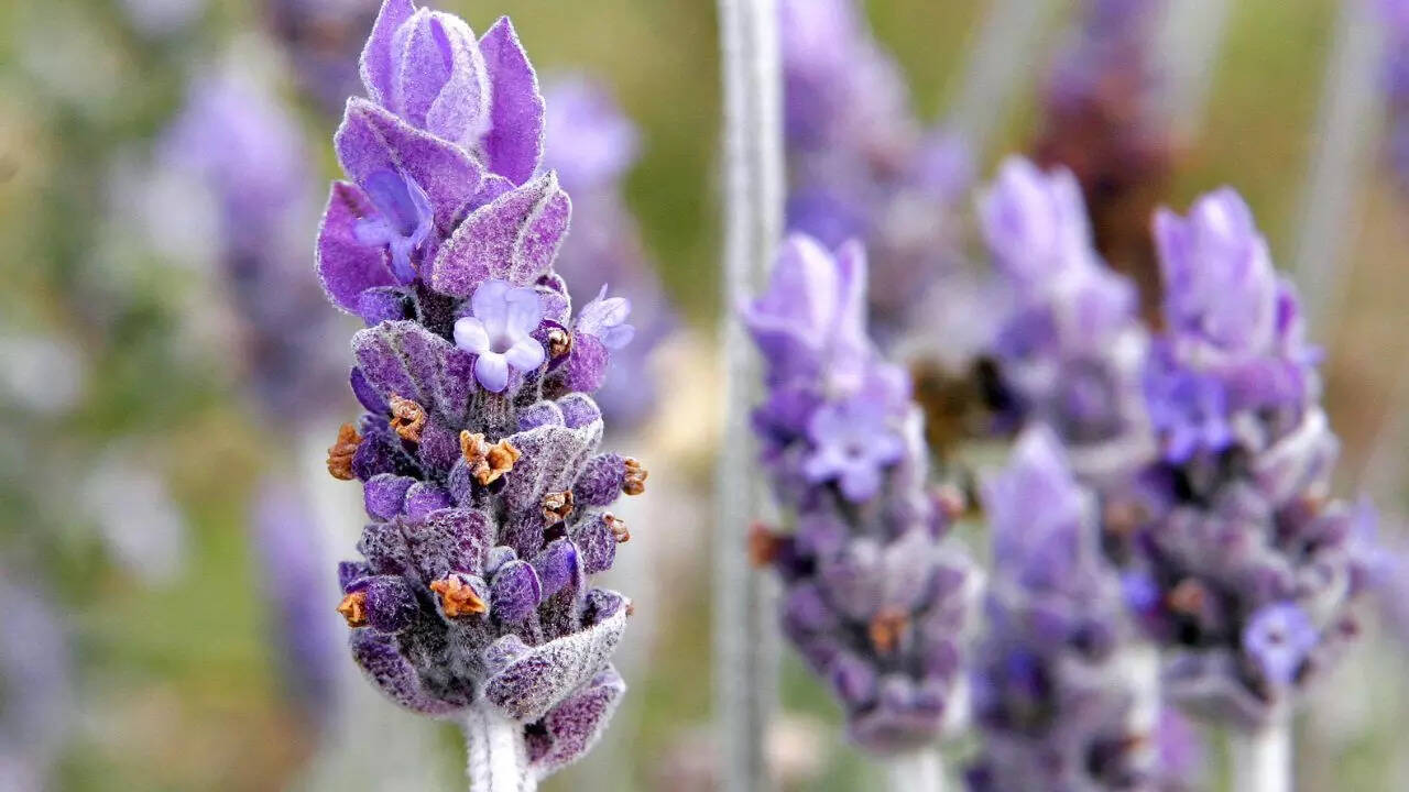 Lavender