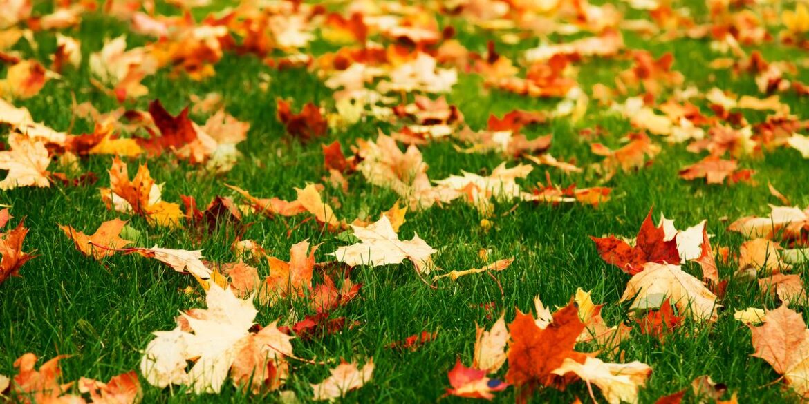 This Is The One Fall Lawn Step You Can’t Afford to Skip This Is The One Fall Lawn Step You Can't Afford to Skip