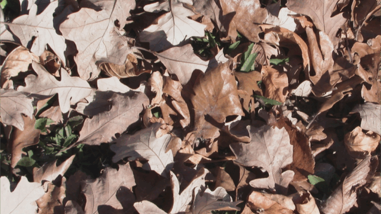 Leaves