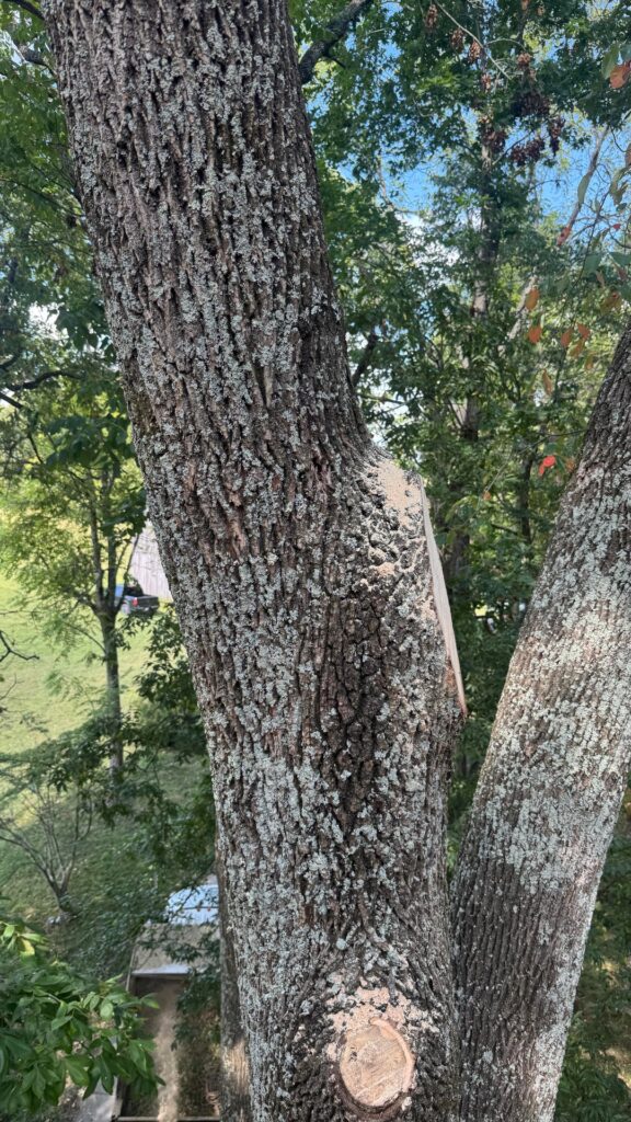 I made a once in a career blunder and flush cut this Ash Tree. I'm beside myself. Is it possible I have a warrant for my arrest?