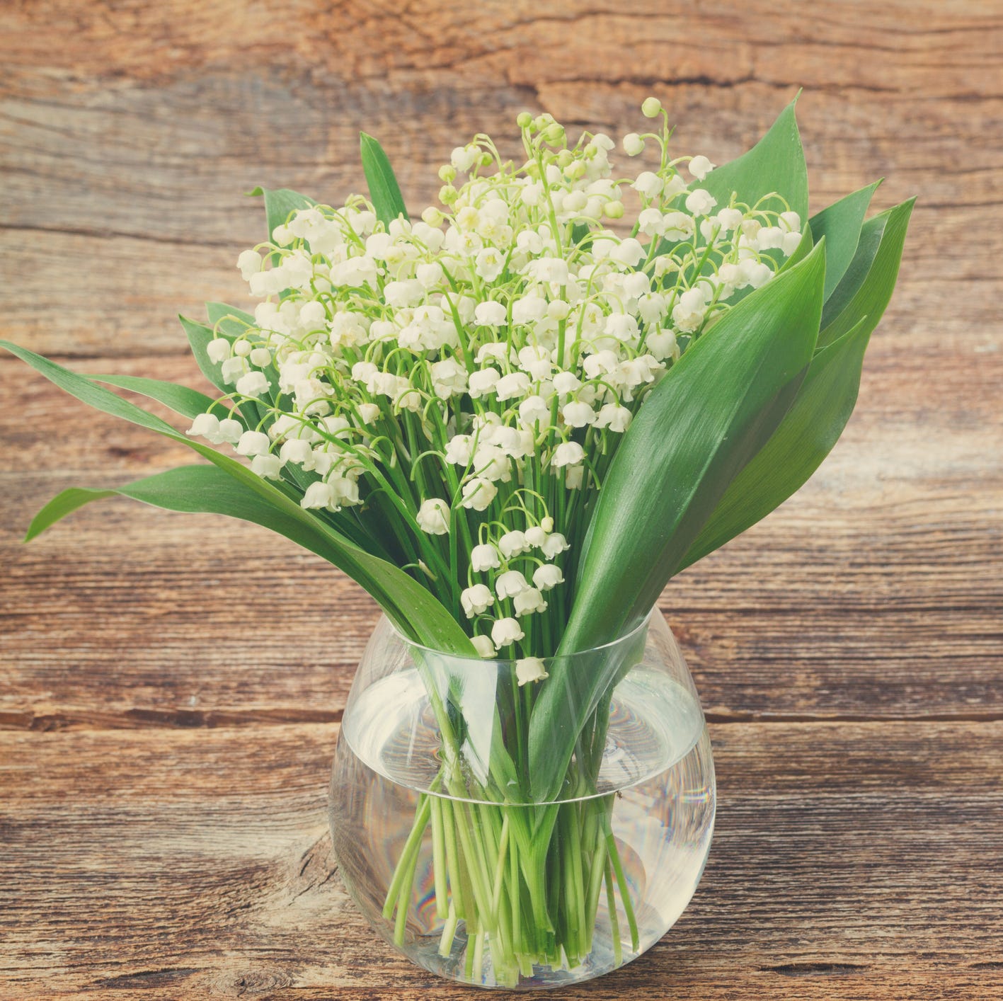 a cluster of white bell shaped lily of the valley flowers in a clear glass vase on a wood background