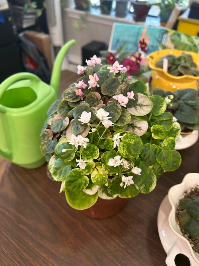 Champagne pink is blooming!
