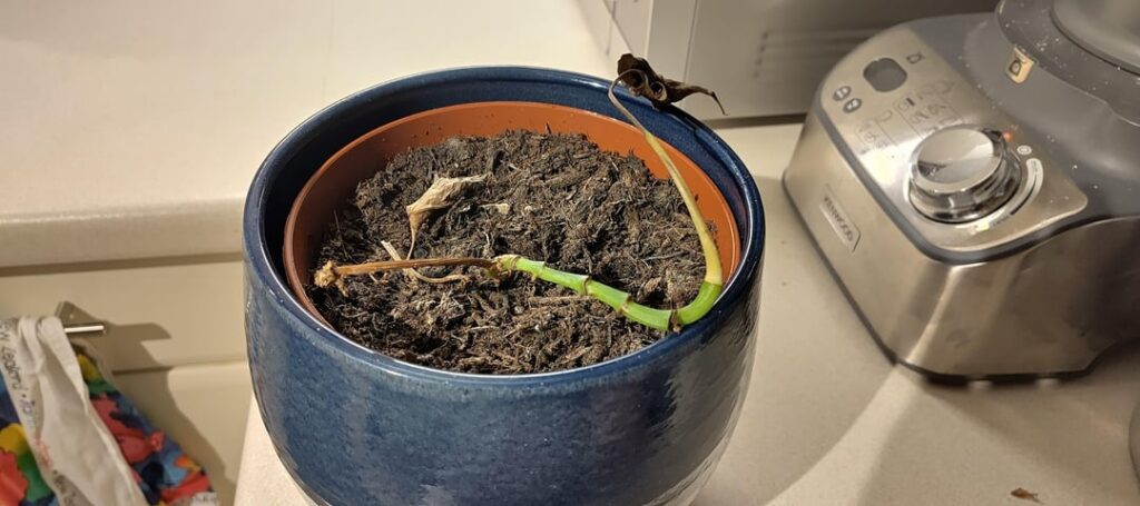 Pothos on last legs - any hope?