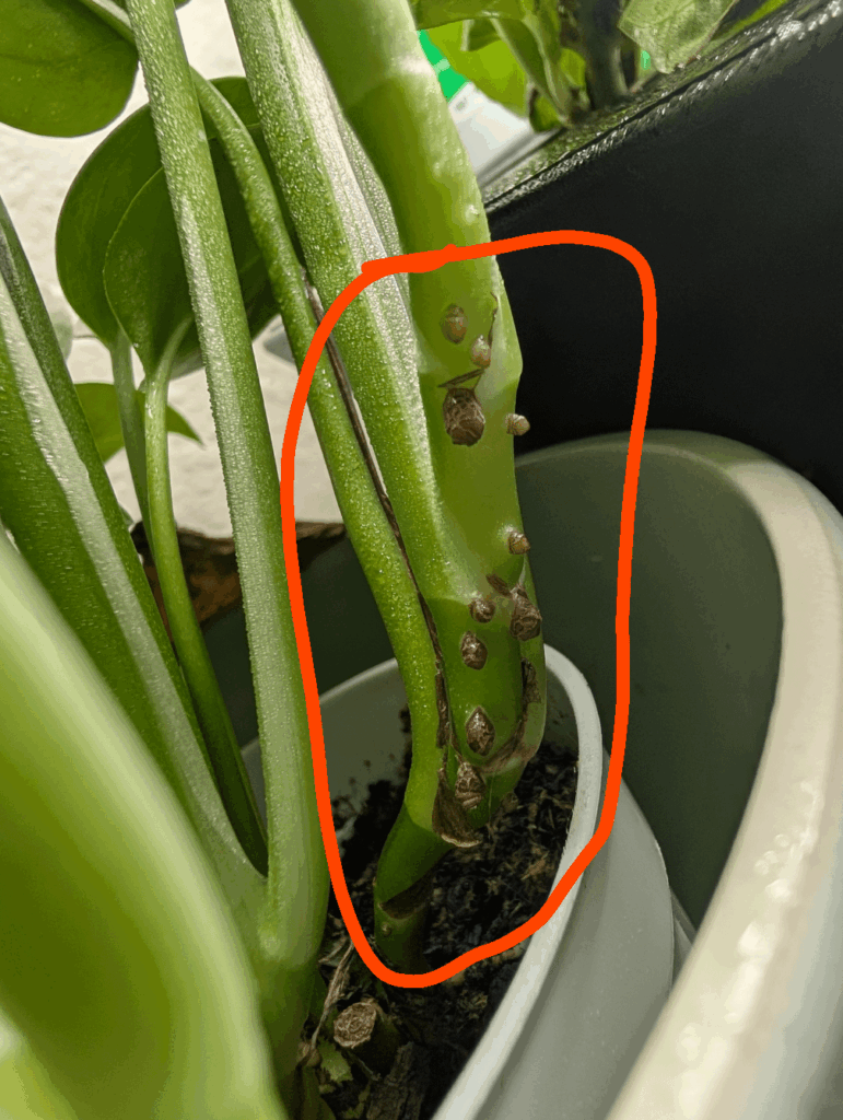 Is this a scale bug on my pothos?