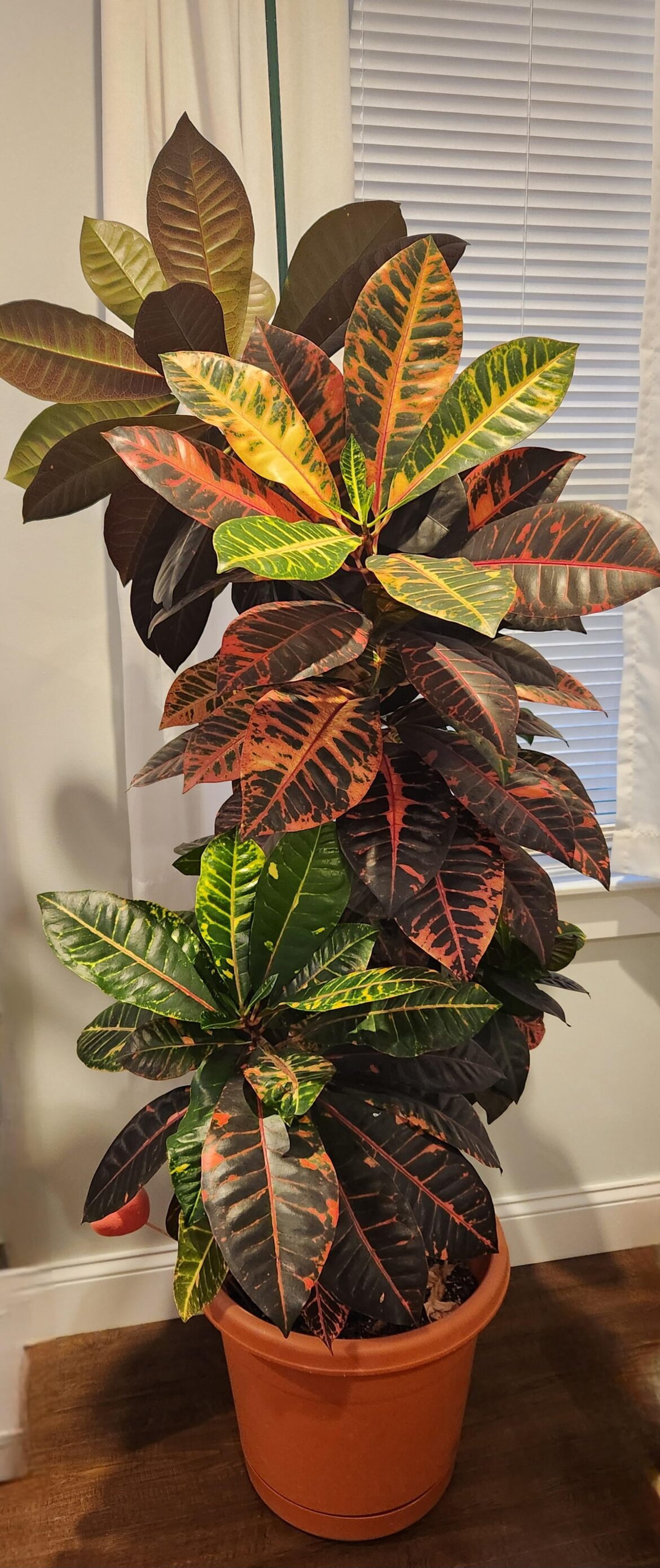 Inherited this beauty 🌱 Inherited this beauty 🌱