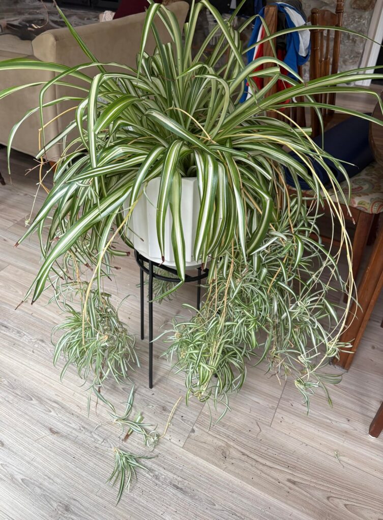 What to do with all the spider plant babies