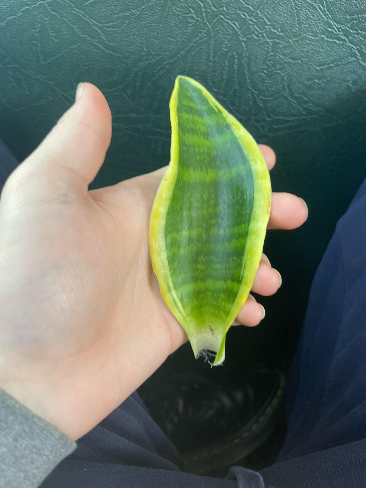 whats the best way to propagate this leaf?
