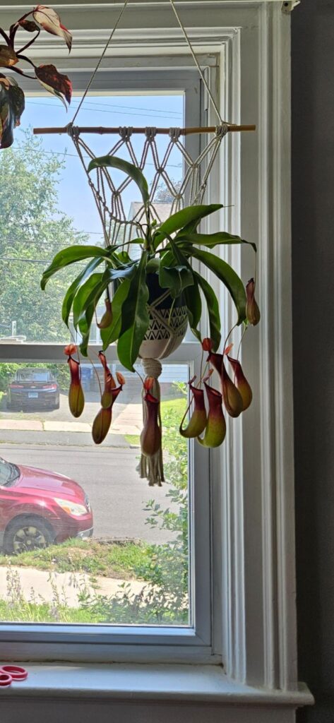 Nepenthes is dying! All its pitchers shriveled up and died. We have moved its windows, put it above a humidifier but he's dying and isn't growing any more pitchers