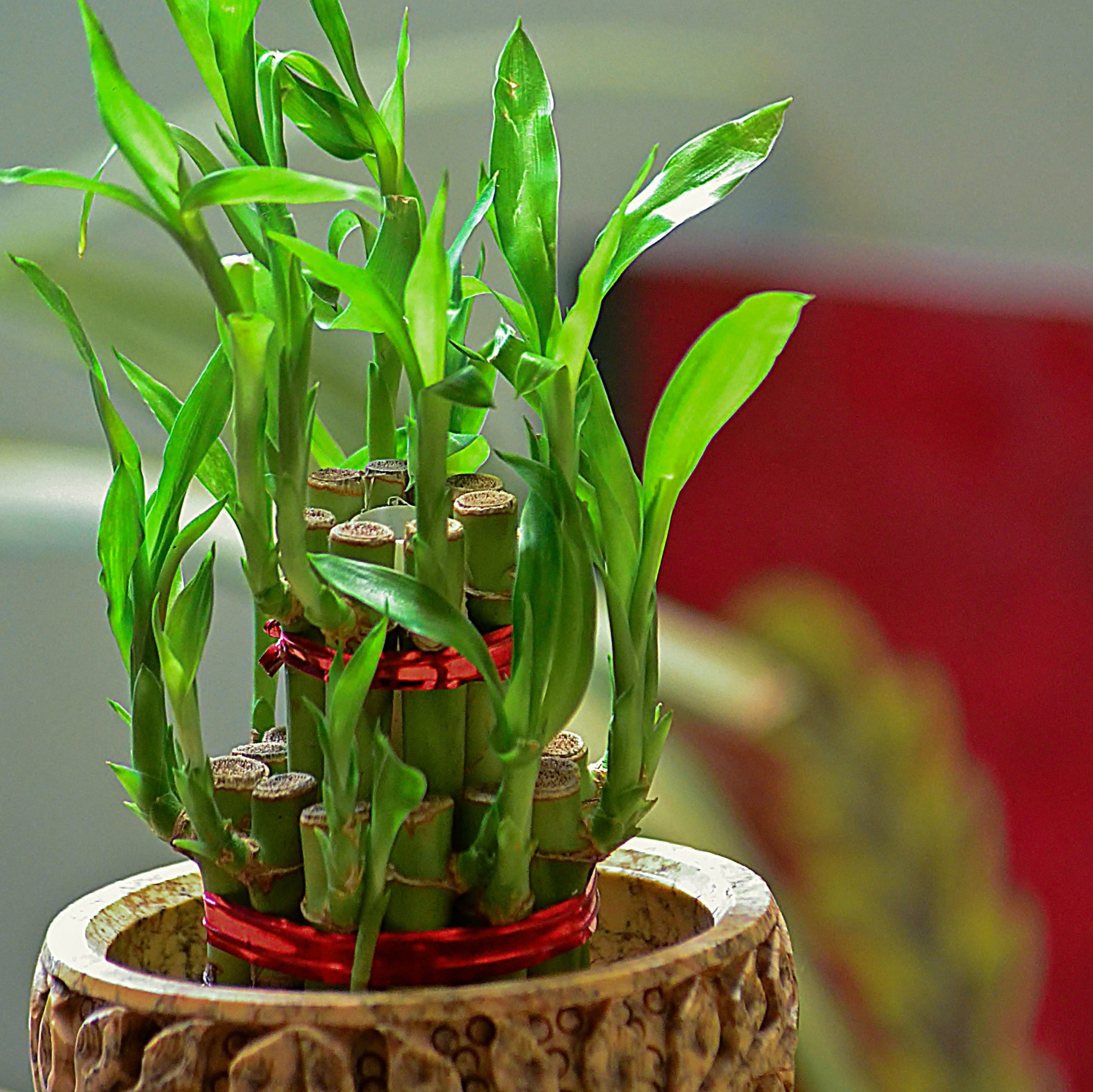 good luck plants lucky bamboo