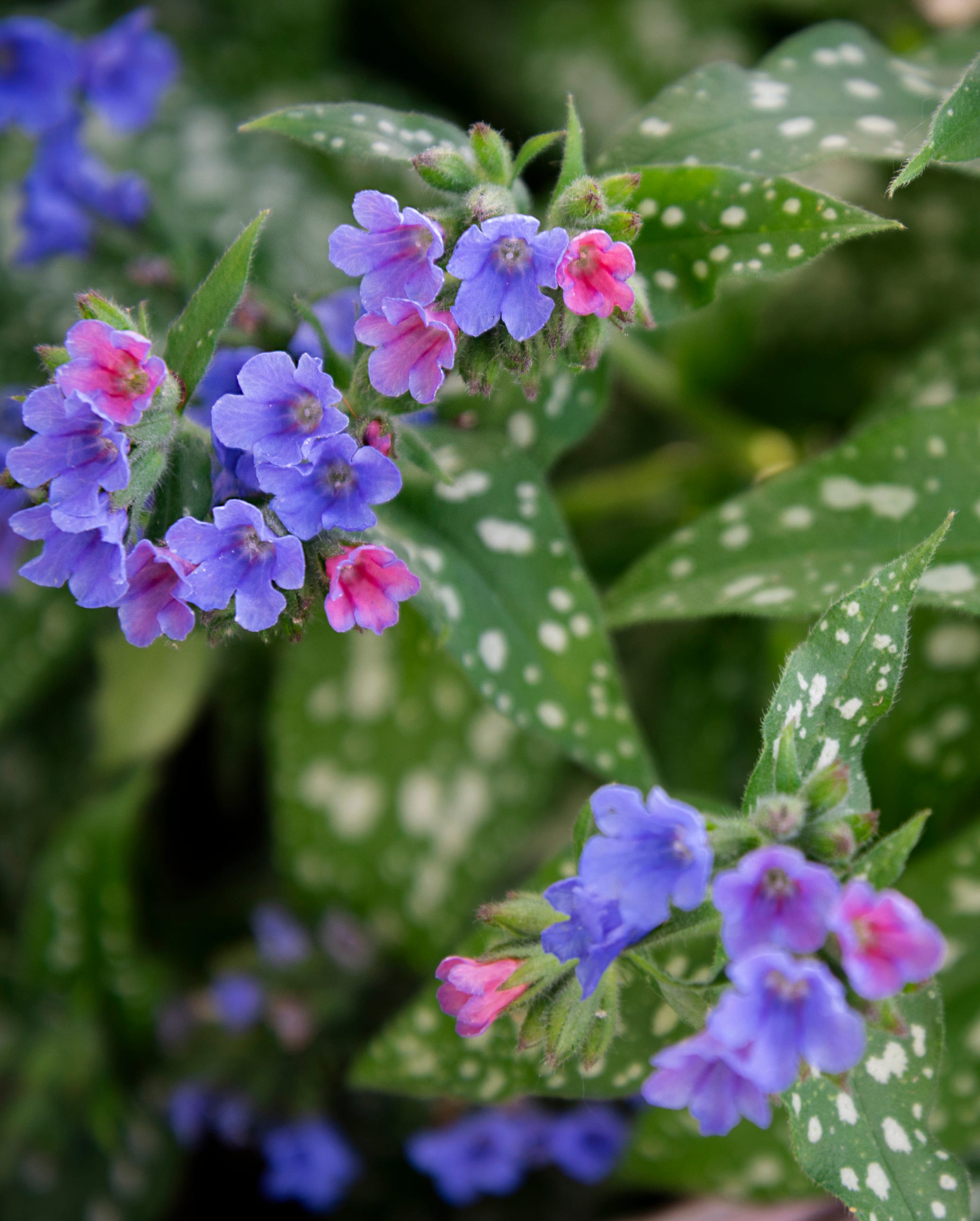 spring bulb companion plants lungwort