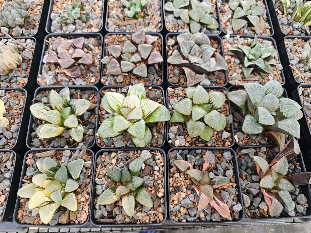 All my Haws in my personal collection