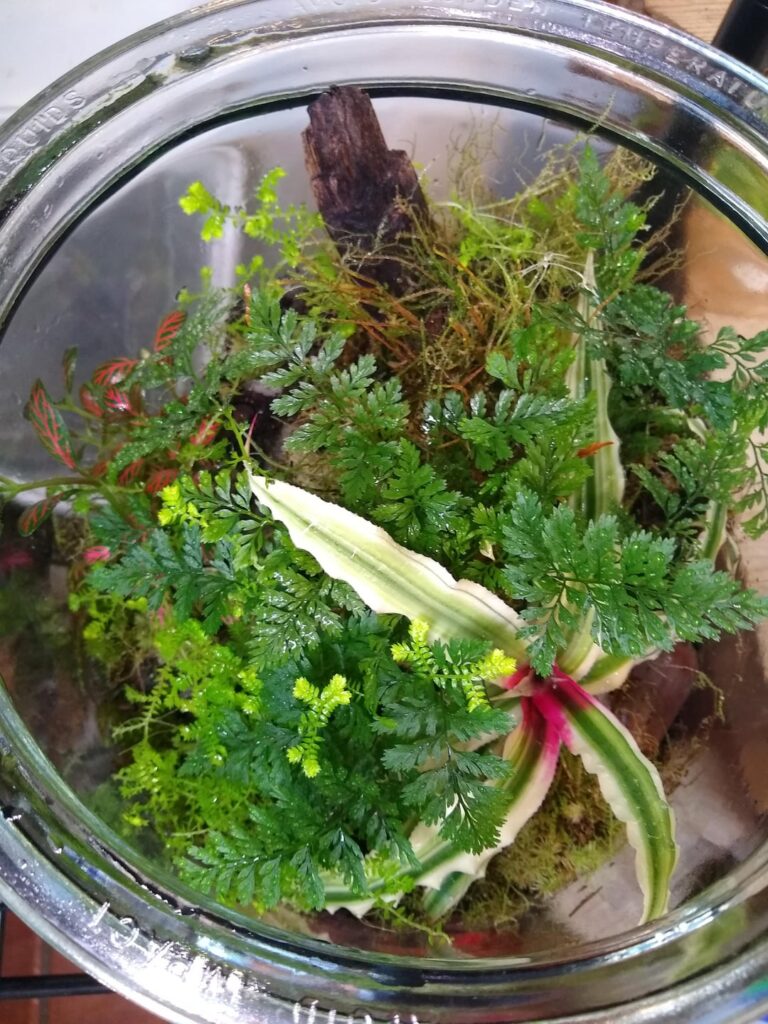 Progression: 3 Gal. Jar