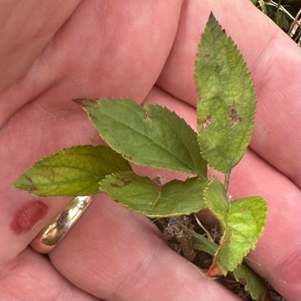 Two little apple trees