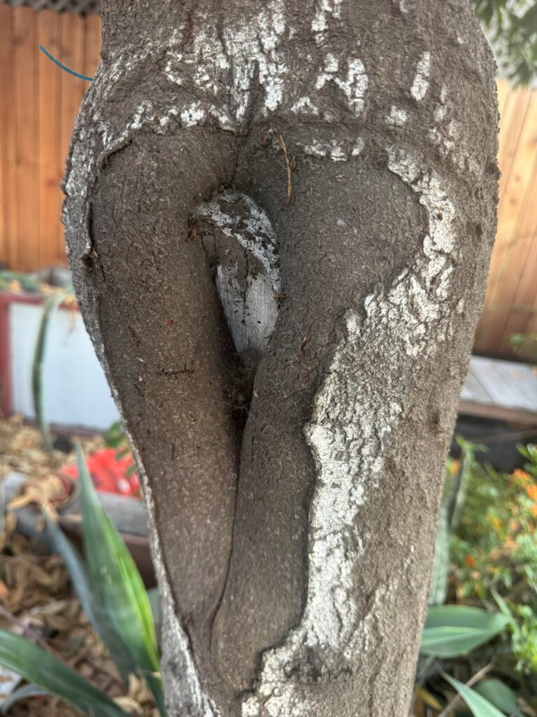 Is my tree a goner?
