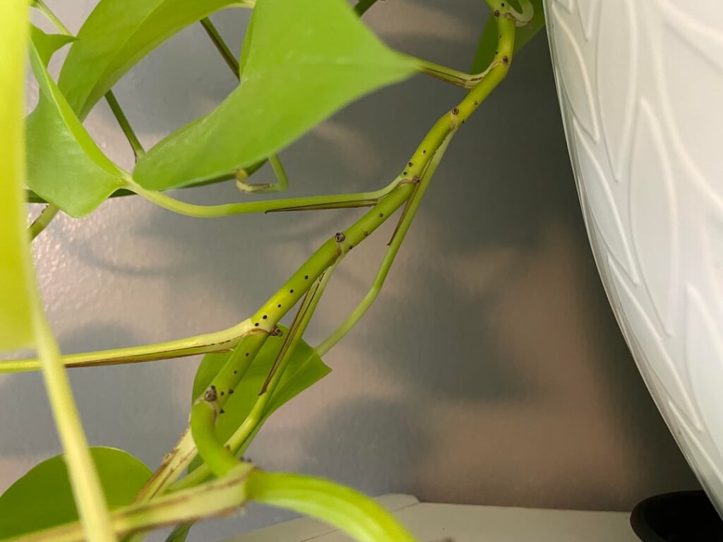 I just noticed my bathroom plant looks like this..  any ideas what’s wrong with it?