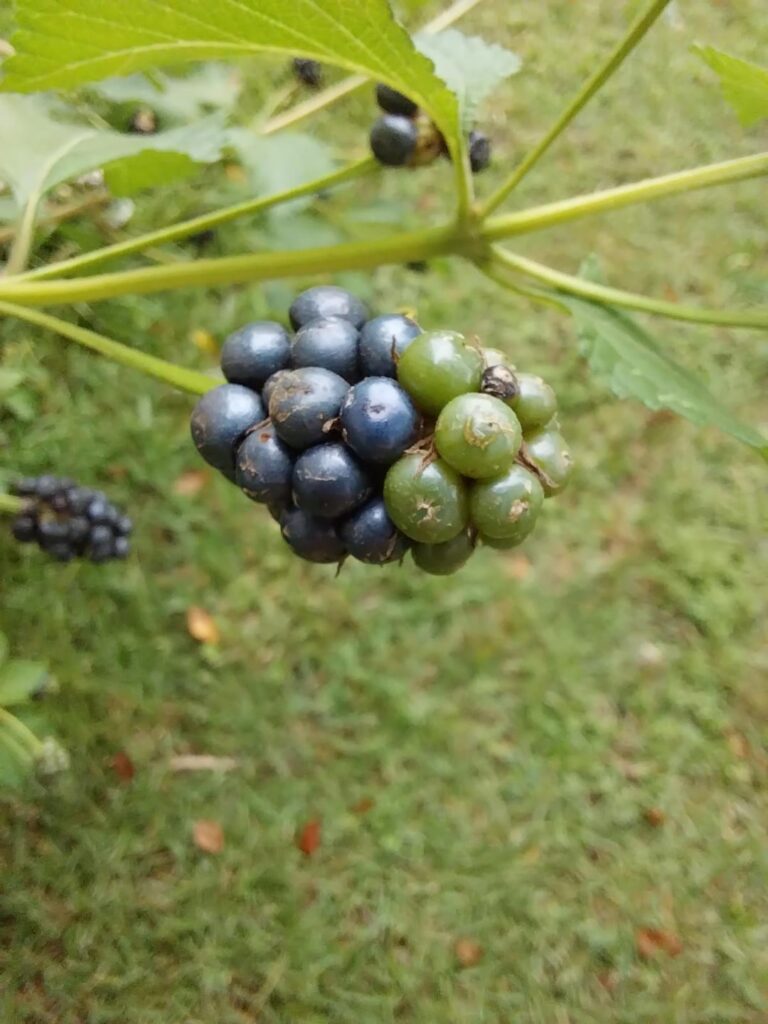What type of berry is this?