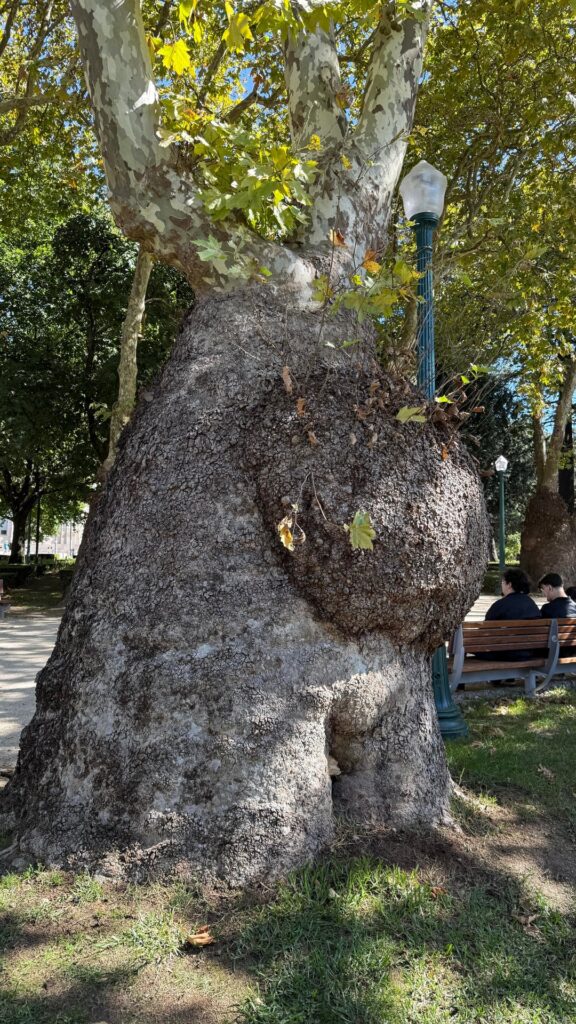 Does every tree in this park have a burl? Does every tree in this park have a burl?