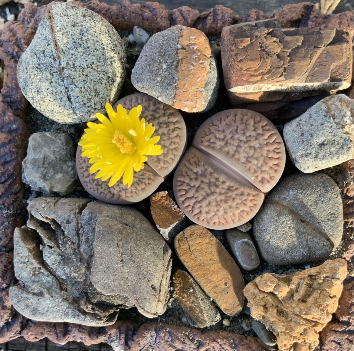 Which species is this one? It just bloomed today!