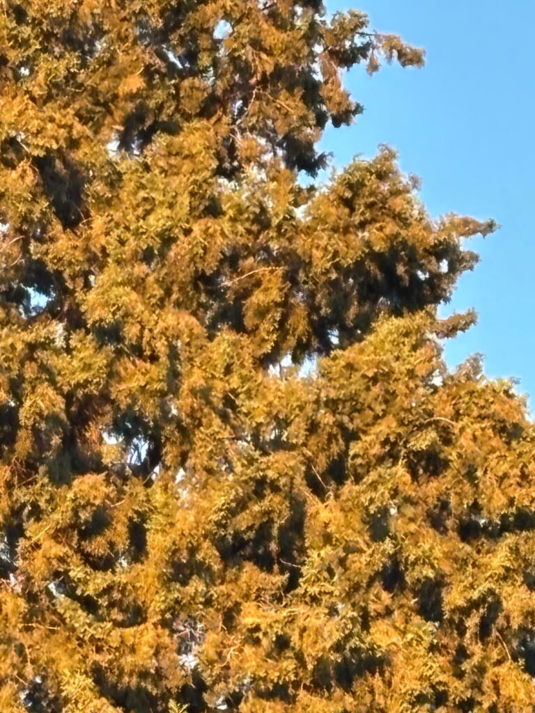 What tree is this it’s probably a cypress but which one?