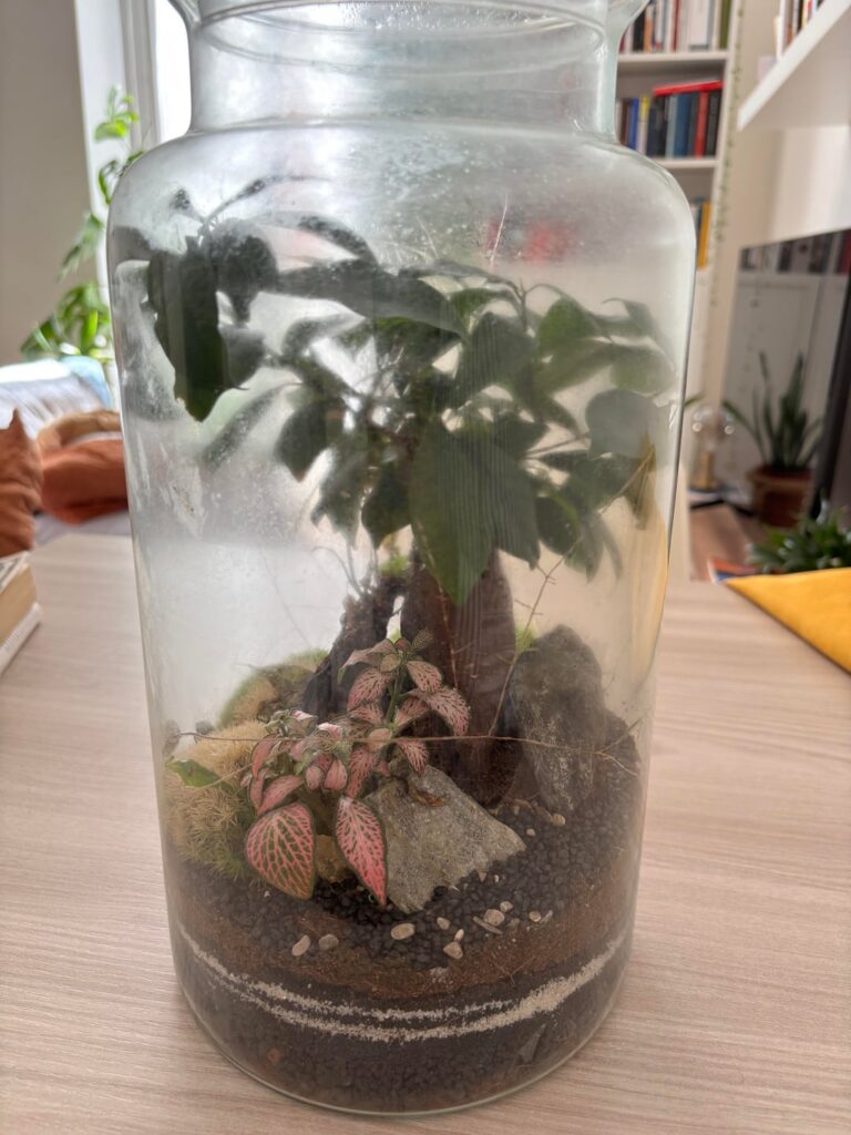 Terrarium maintenance tips! Terrarium maintenance tips!
