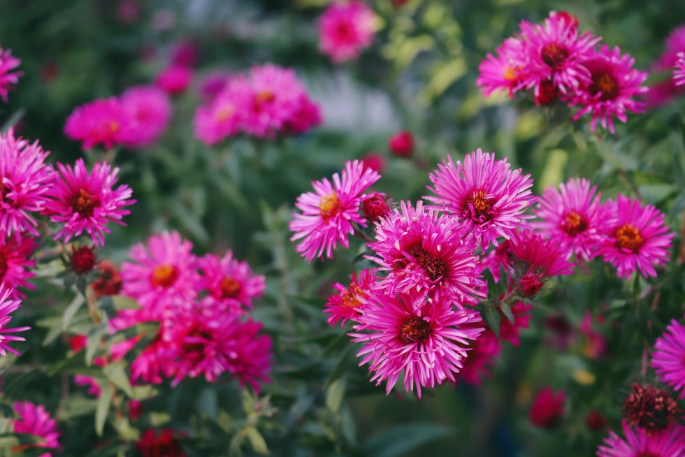rock garden plants aster