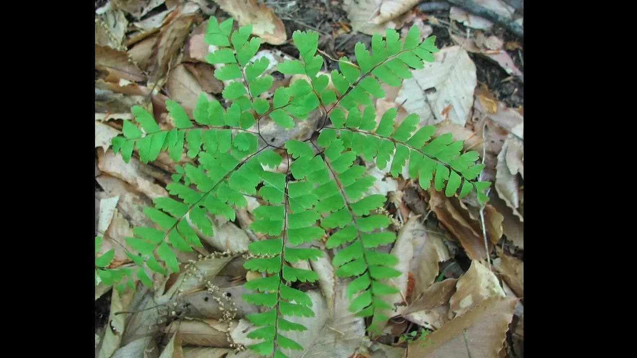 Maidenhair fern