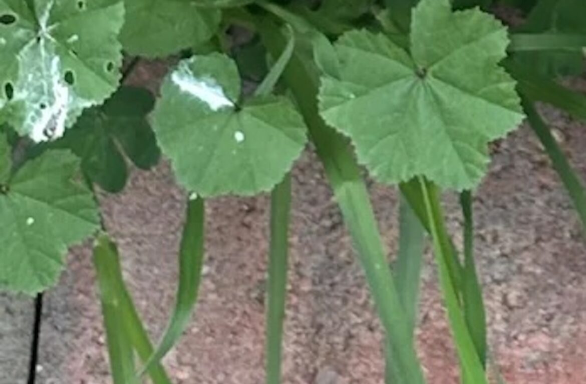 Gardener met with warnings after sharing photo of mystery plant taking over their yard: ‘Remove it ASAP’ However, not all is as it seems.