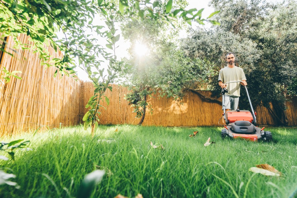 A man mowing his lawn with a red lawnmower in a backyard with a bamboo fence.