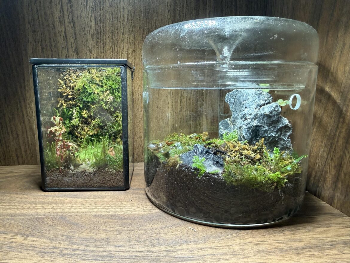 Took a pic of 2 of my terrariums before their weekly misting