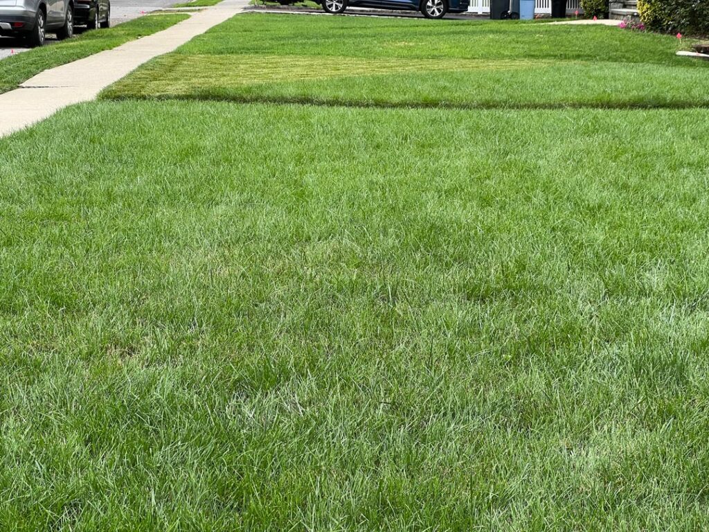 Why does my lawn look bad after mowing? 7b