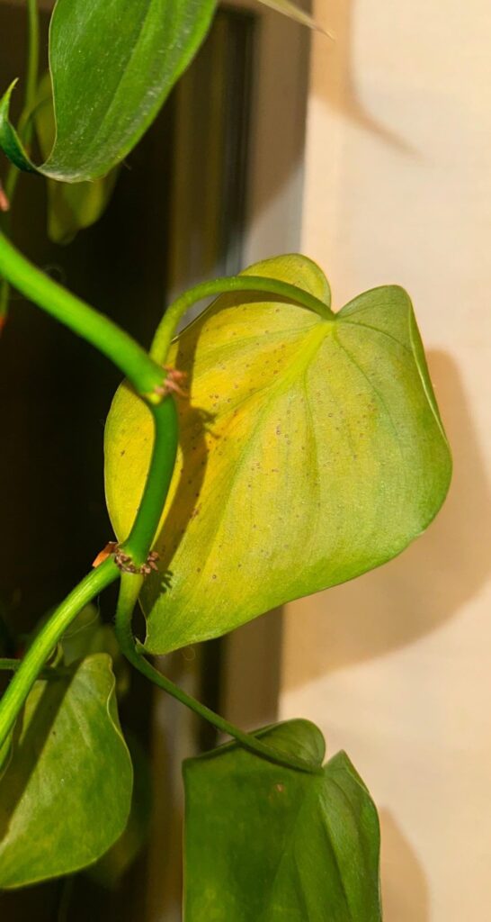 Is this thrip poop? 😭