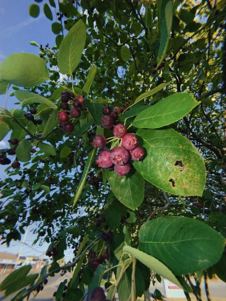ID these berries for me!