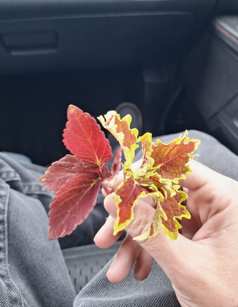 Lil coleus prop porn