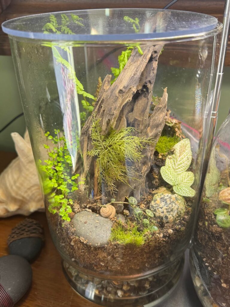 My first two terrariums. About a month in. My first two terrariums. About a month in.