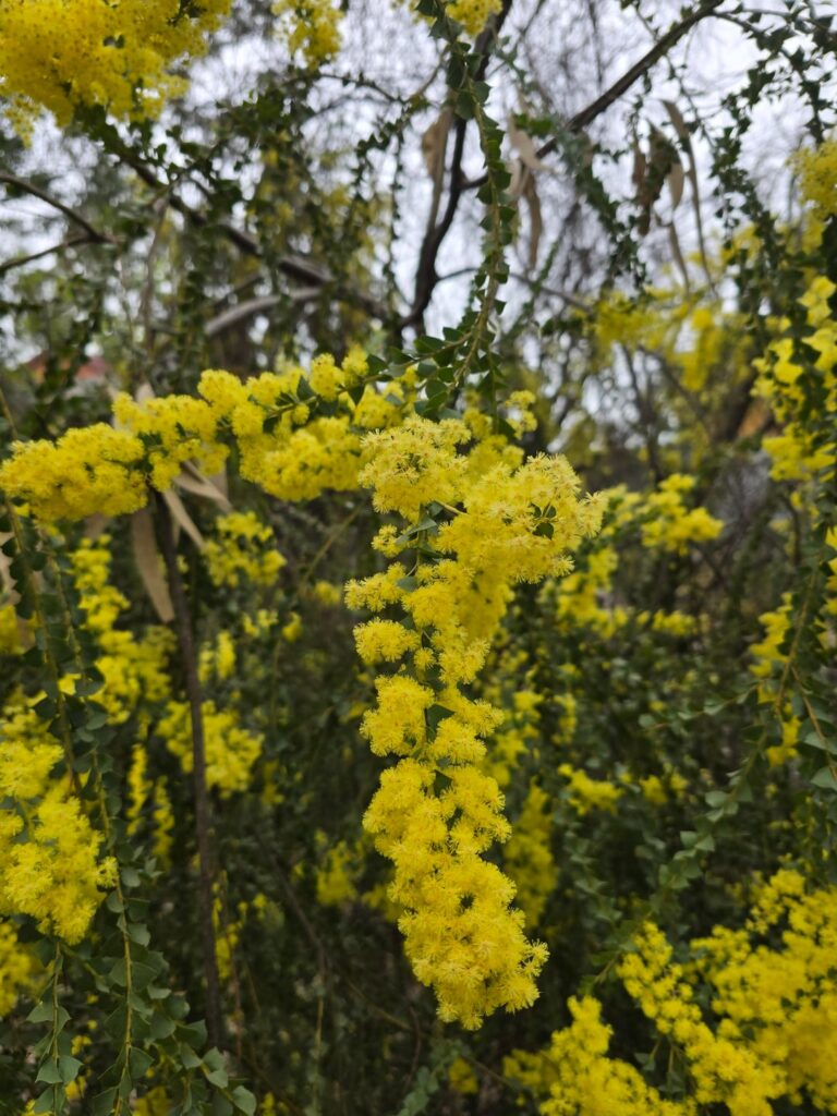 Is this knife leaf wattle?