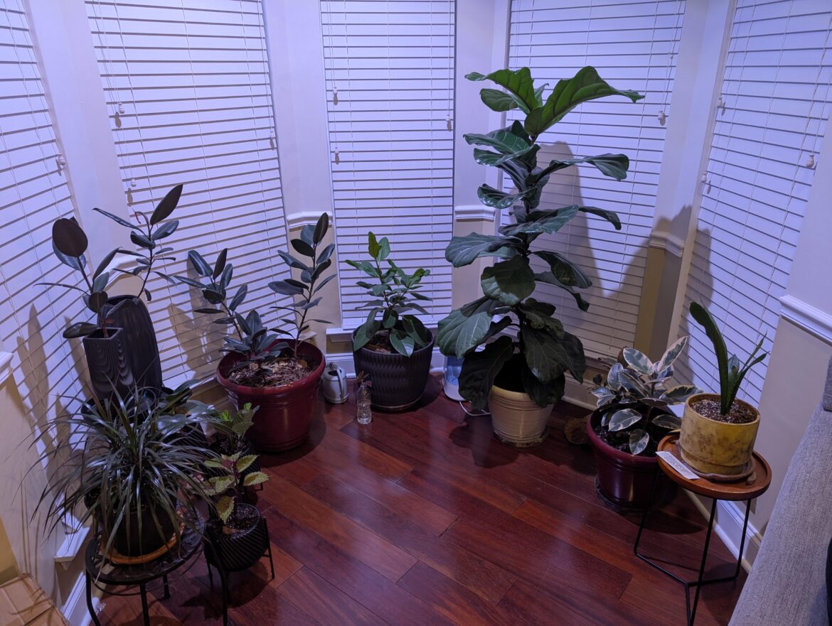 My FLF is over 6' ft tall now.